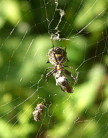 Close up Spider Meal
